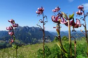 12 Gigli martagone per l' Alben